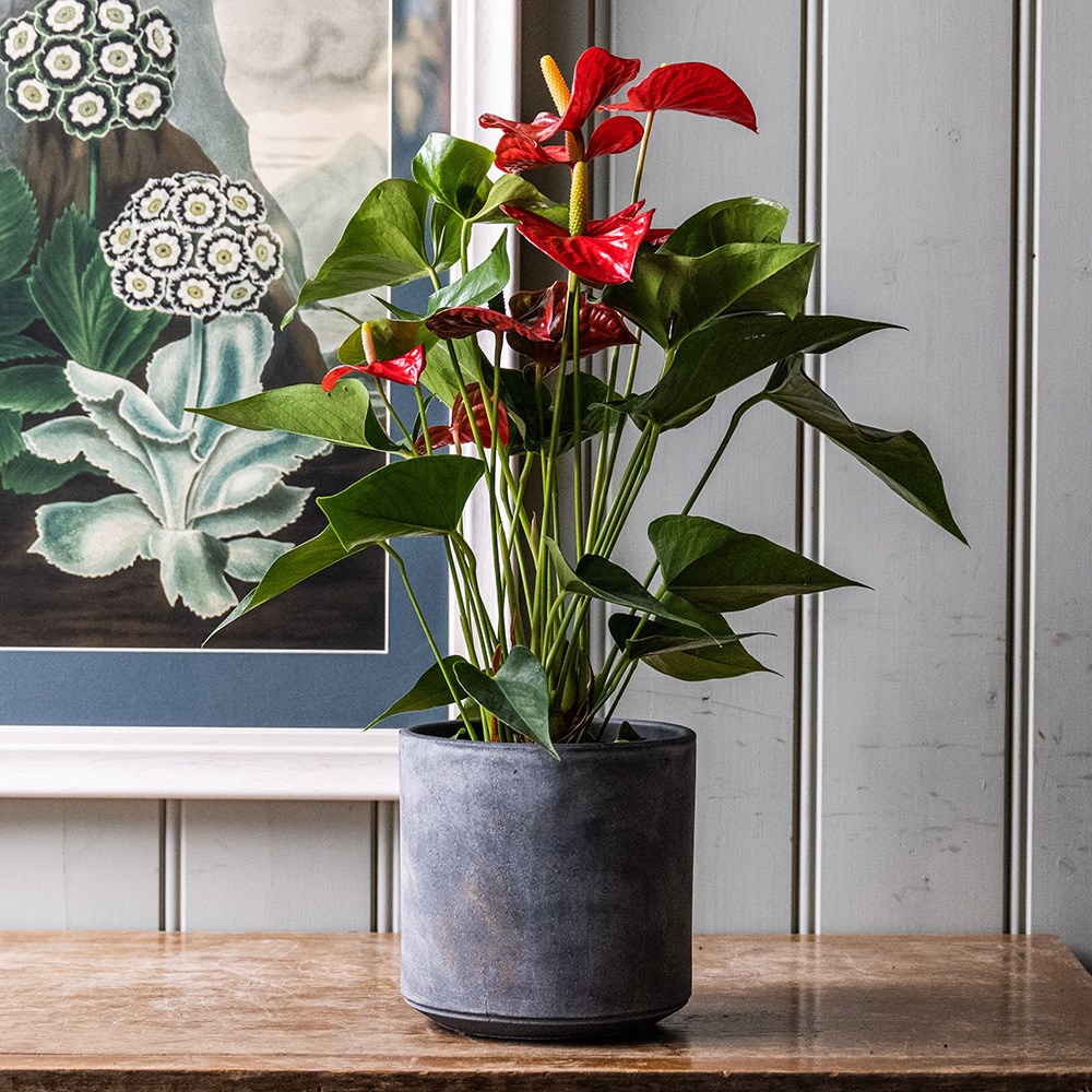 <i>Anthurium</i> (Andraeanum Group) <b class=small-caps>Red Champion</b> ('Anthbnena') (PBR) | Houseplant