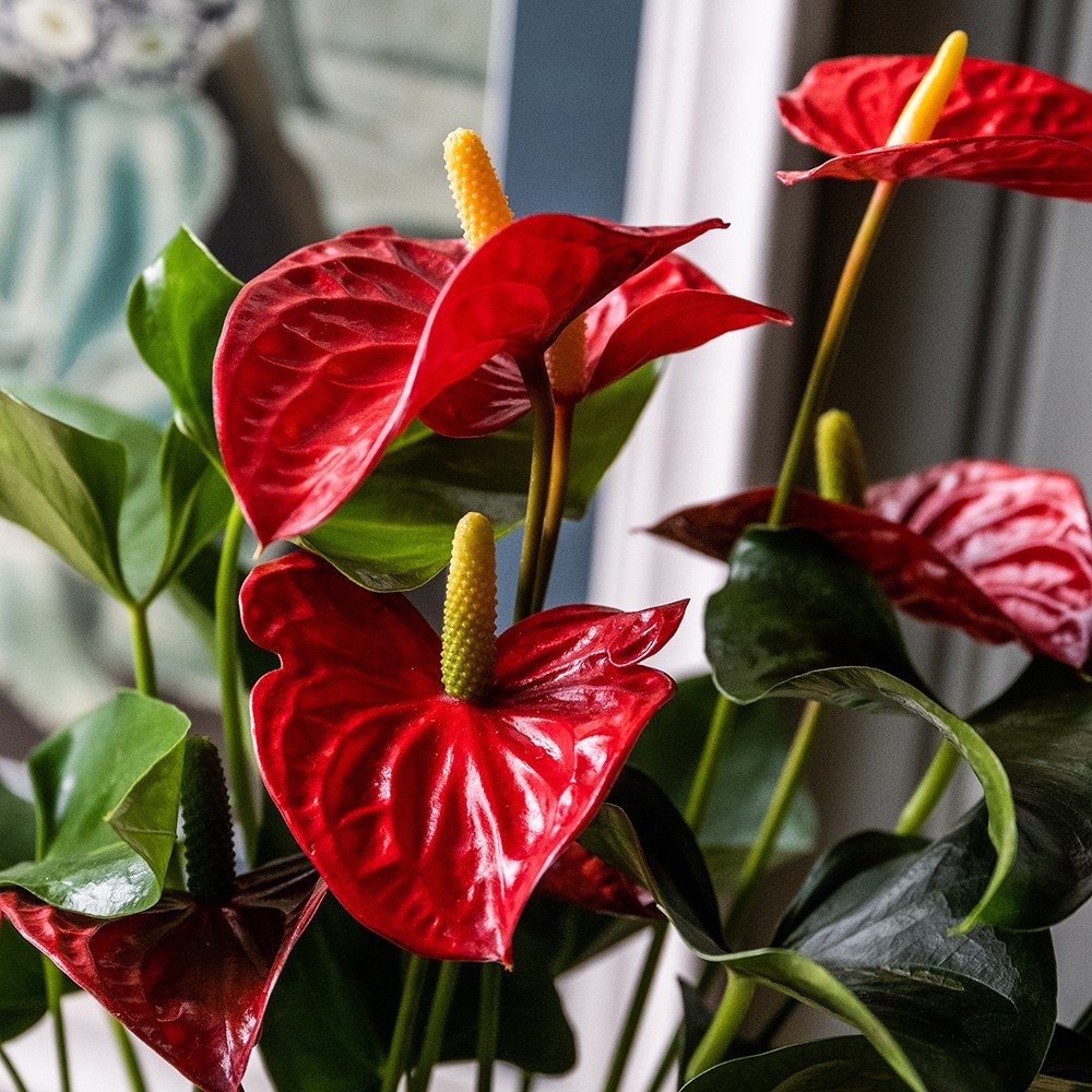 <i>Anthurium</i> (Andraeanum Group) <b class=small-caps>Red Champion</b> ('Anthbnena') (PBR) | Houseplant