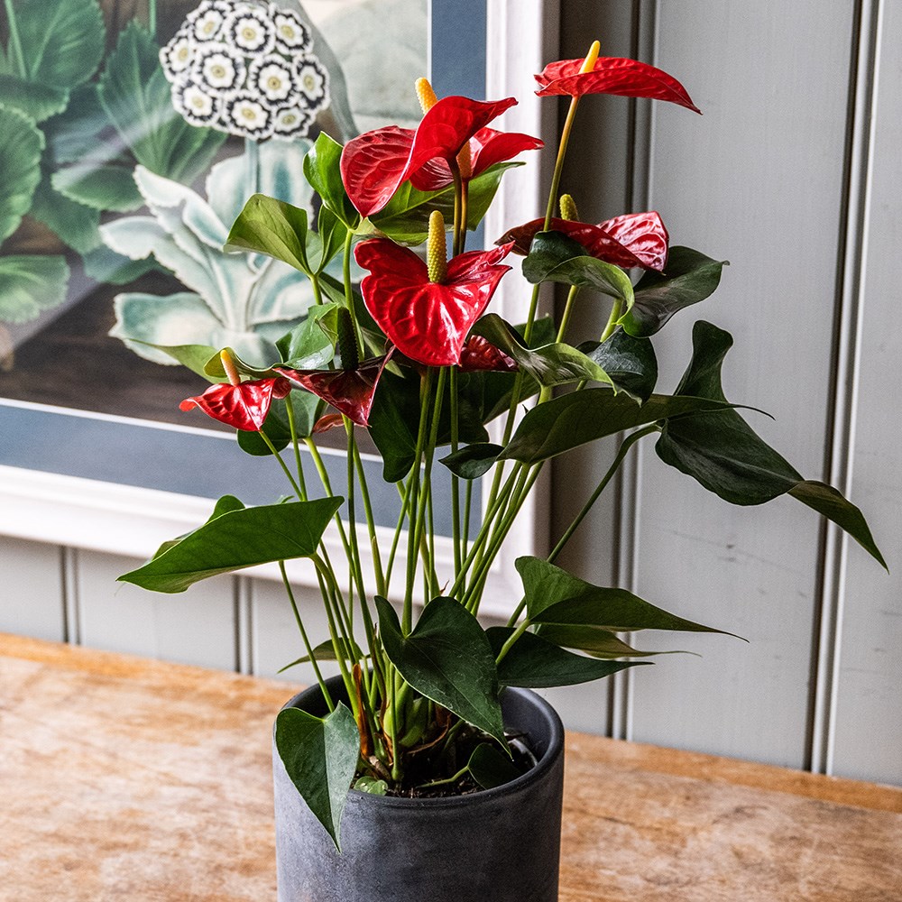 <i>Anthurium</i> (Andraeanum Group) <b class=small-caps>Red Champion</b> ('Anthbnena') (PBR) | Houseplant