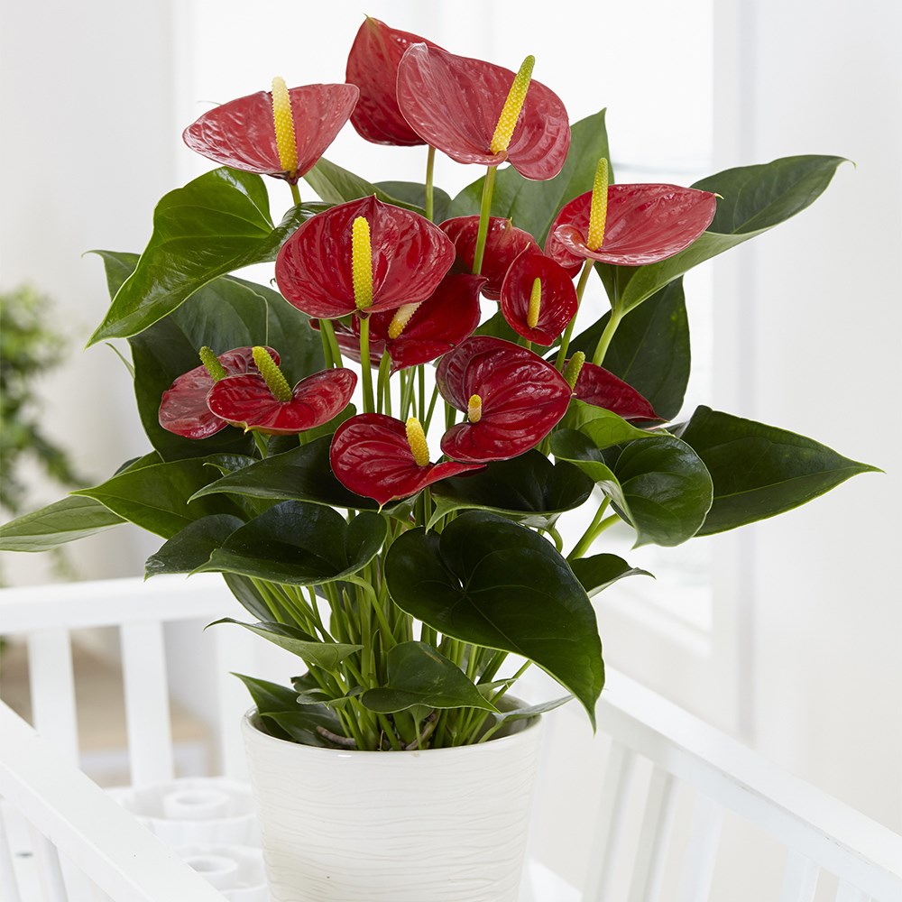 <i>Anthurium</i> (Andraeanum Group) <b class=small-caps>Red Champion</b> ('Anthbnena') (PBR) | Houseplant