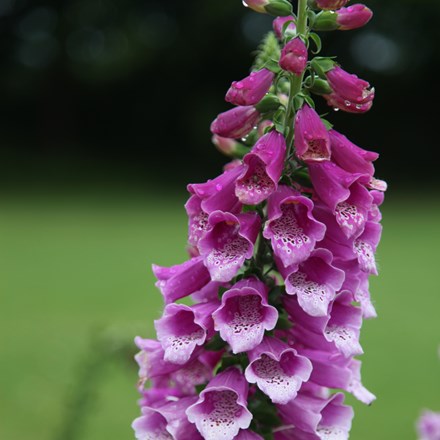 Digitalis purpurea Dalmatian Purple (Dalmatian Series)