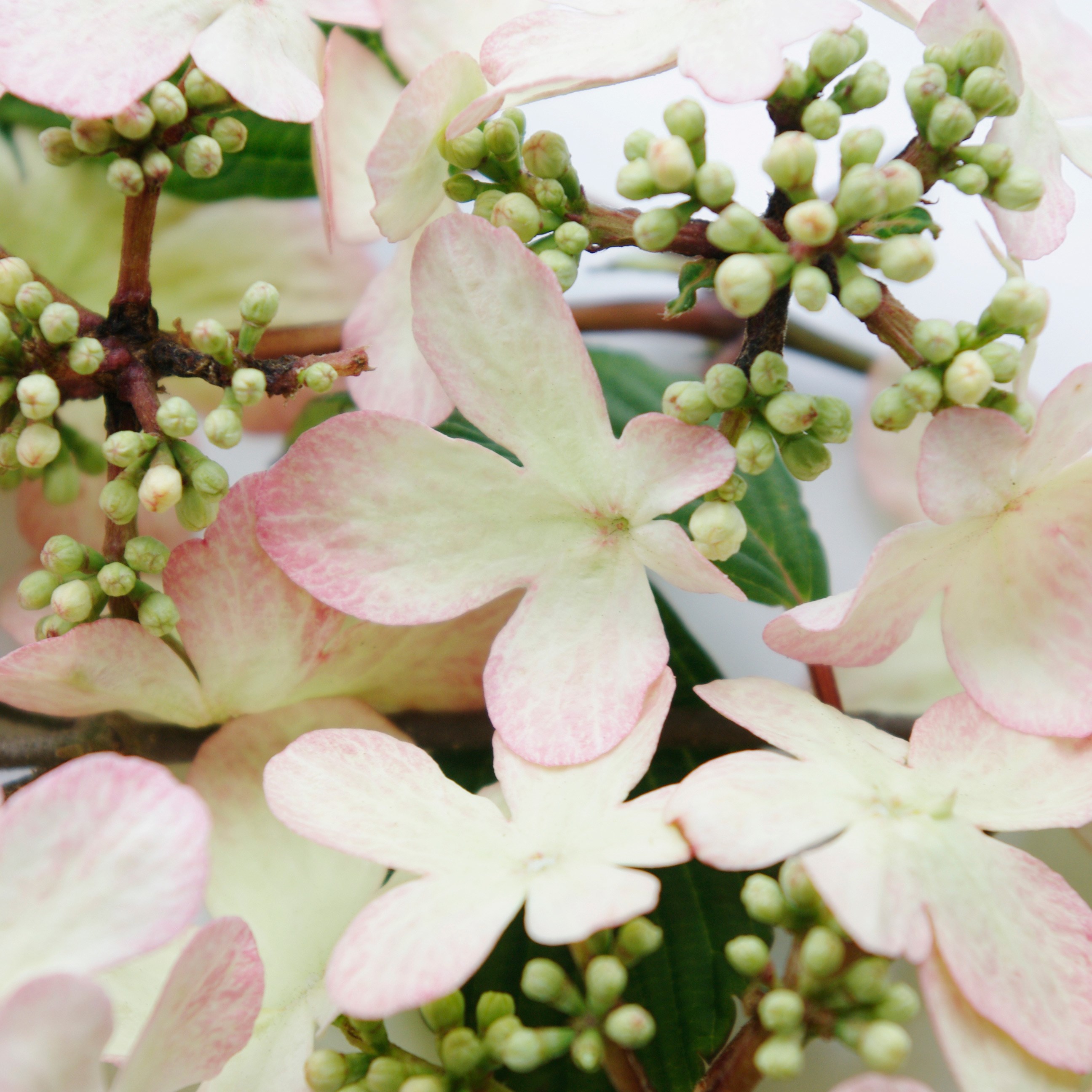 <i>Viburnum plicatum</i> f. <i>tomentosum</i> <b class=small-caps>Kilimanjaro Sunrise</b> ('Jww5') (PBR)
