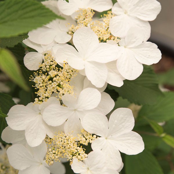 <i>Viburnum plicatum</i> f. <i>tomentosum</i> <b class=small-caps>Kilimanjaro Sunrise</b> ('Jww5') (PBR)