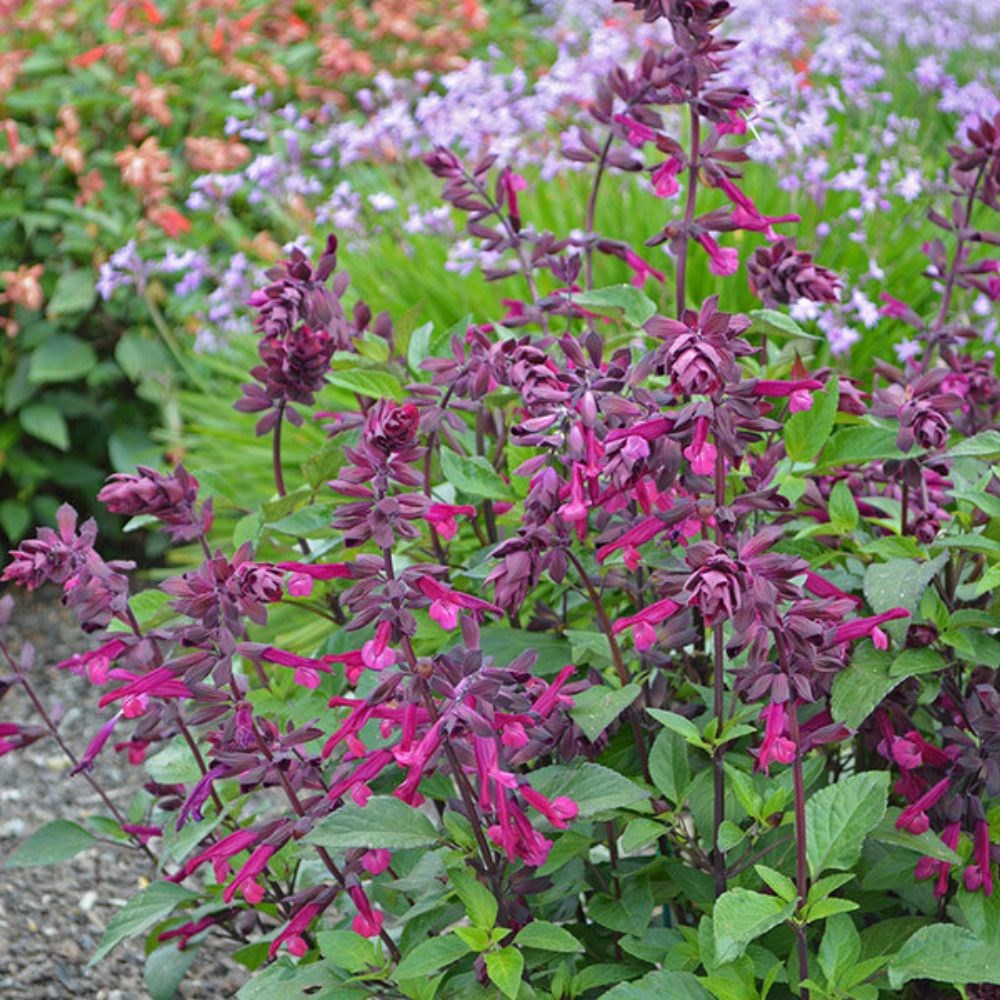 <i>Salvia</i> <b class=small-caps>Love and Wishes</b> ('Serendip6') (PBR)