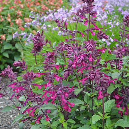 Salvia Love and Wishes ('Serendip6') (PBR)