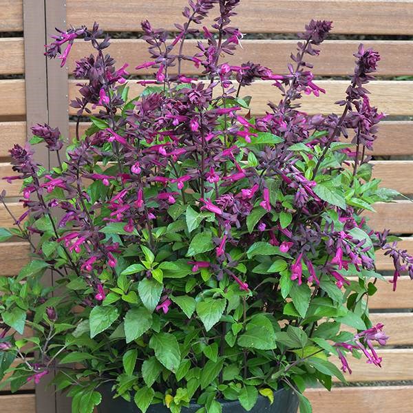 <i>Salvia</i> <b class=small-caps>Love and Wishes</b> ('Serendip6') (PBR)
