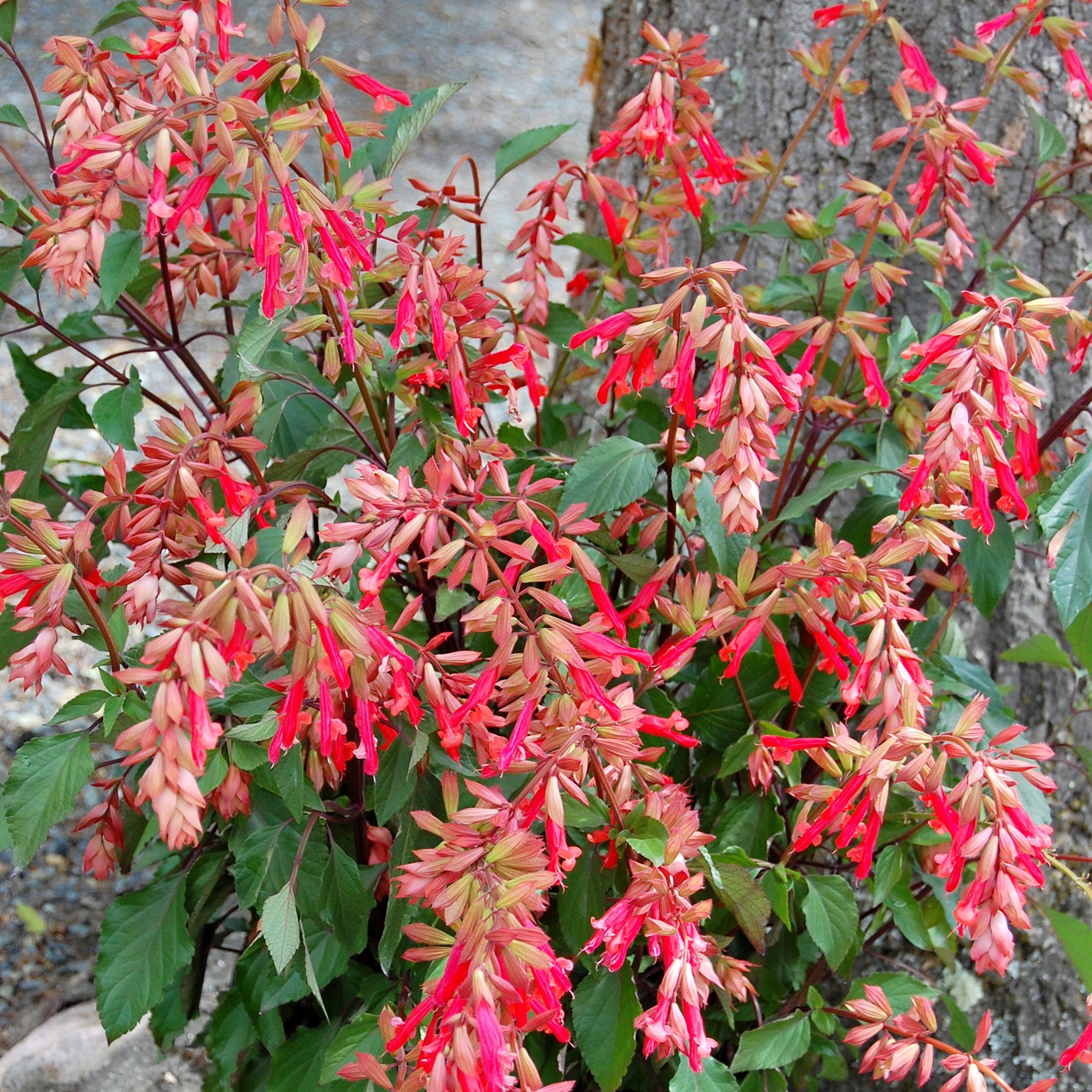 <i>Salvia</i> <b class=small-caps>Ember's Wish</b> ('SAL 0101') (PBR)