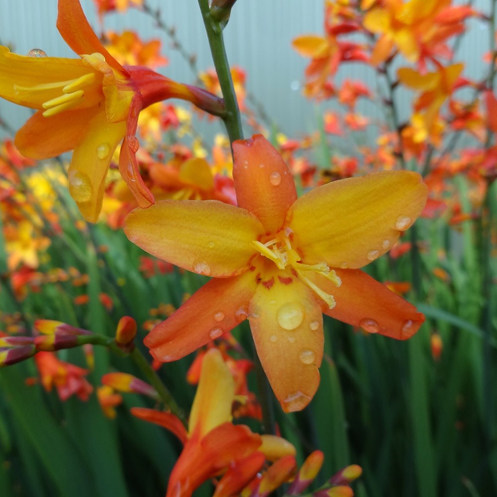 <i>Crocosmia</i> <b class=small-caps>Orange Pekoe</b> ('Pek Or') (PBR)