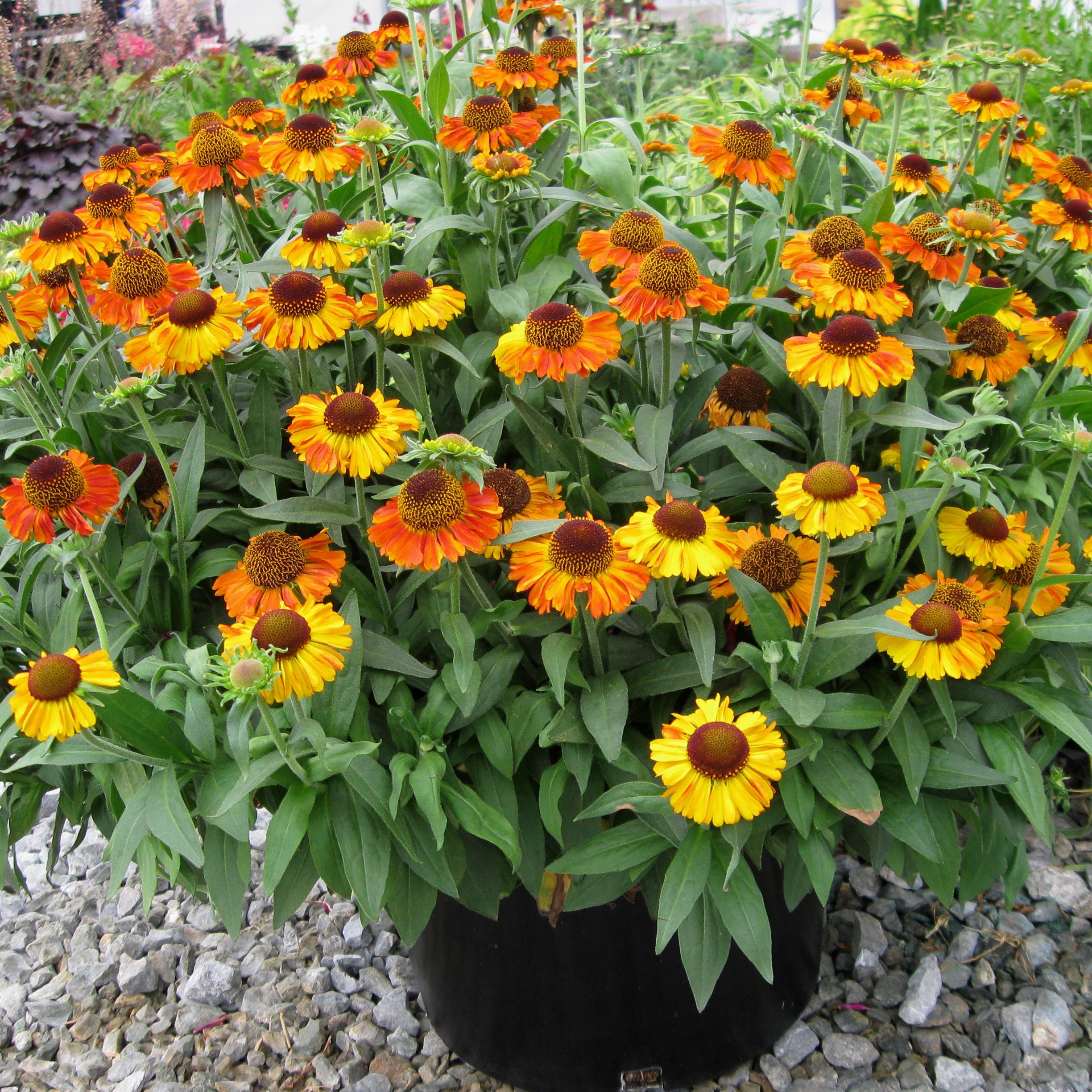 <I>Helenium autumnale</i> 'Short and Sassy' (PBR)