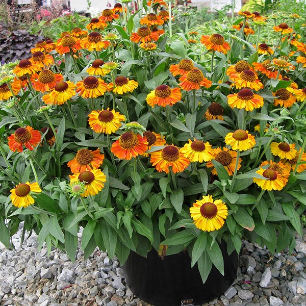 <I>Helenium autumnale</i> 'Short and Sassy' (PBR)