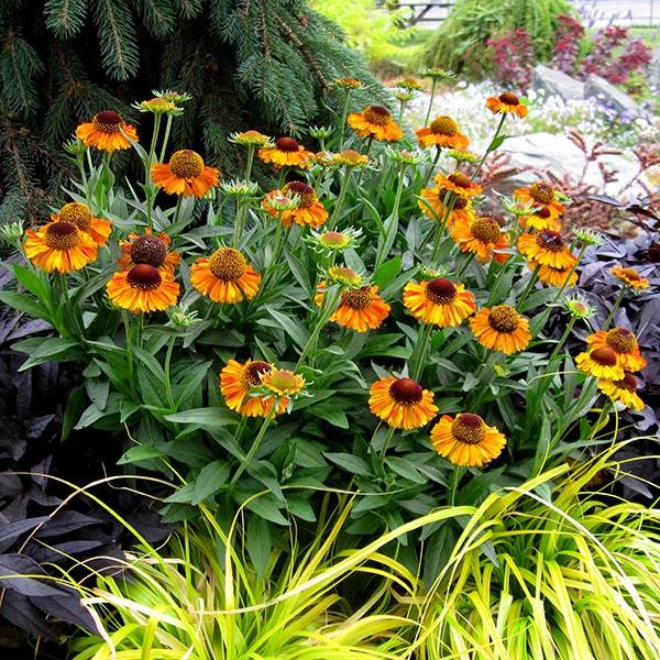 <I>Helenium autumnale</i> 'Short and Sassy' (PBR)
