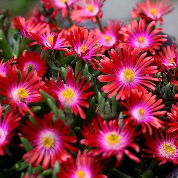 <i>Delosperma cooperi</i> 'Jewel of Desert Garnet' (PBR) (Jewel of Desert Series)