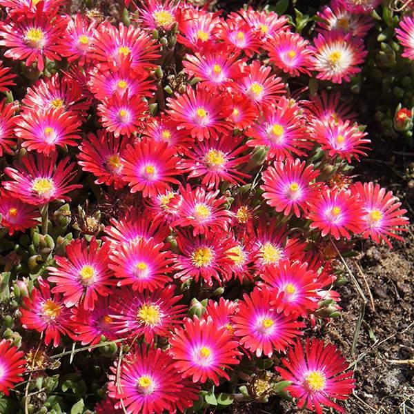 <i>Delosperma cooperi</i> 'Jewel of Desert Garnet' (PBR) (Jewel of Desert Series)
