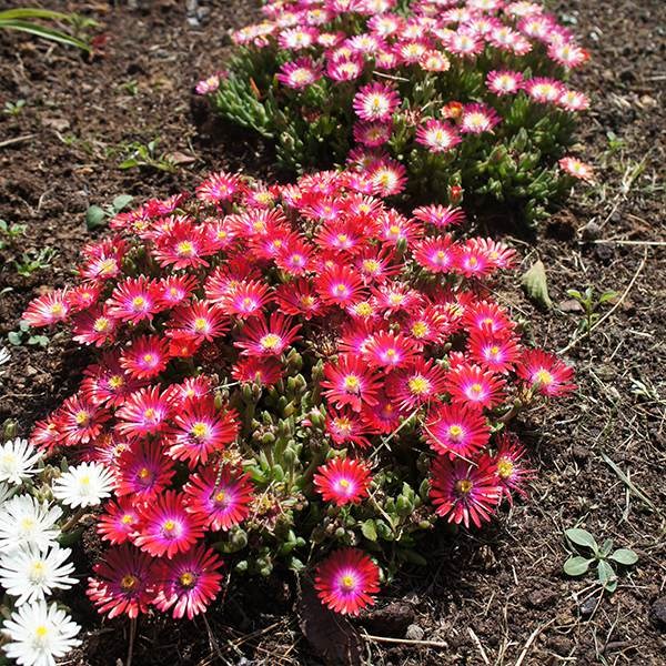 <i>Delosperma cooperi</i> 'Jewel of Desert Garnet' (PBR) (Jewel of Desert Series)