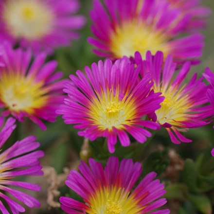 Delosperma cooperi Hot Pink Wonder ('Wowdry1') (PBR) (Wheels of Wonder Series)