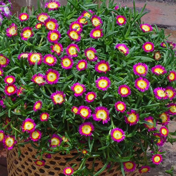 Delosperma cooperi  <b class=small-caps>Hot Pink Wonder</b> ('Wowdry1') (Wheels of Wonder Series) (PBR)