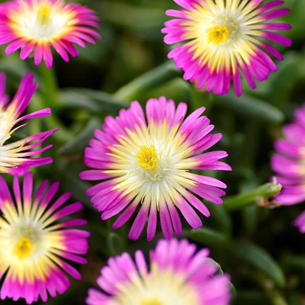 Delosperma cooperi  <b class=small-caps>Hot Pink Wonder</b> ('Wowdry1') (Wheels of Wonder Series) (PBR)