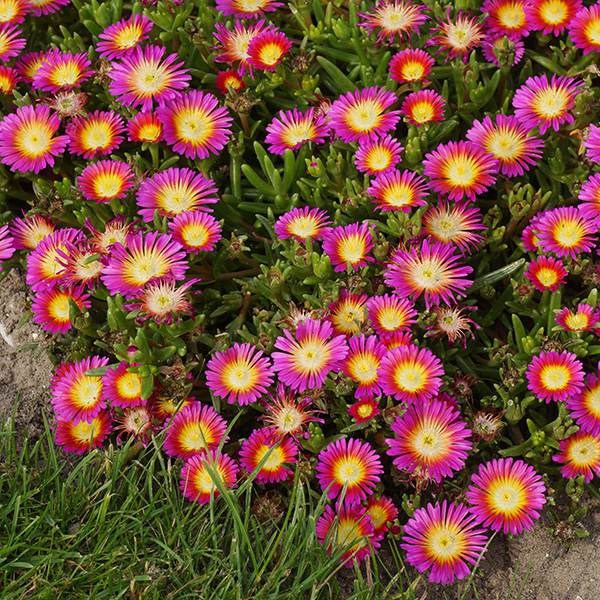 Delosperma cooperi  <b class=small-caps>Hot Pink Wonder</b> ('Wowdry1') (Wheels of Wonder Series) (PBR)