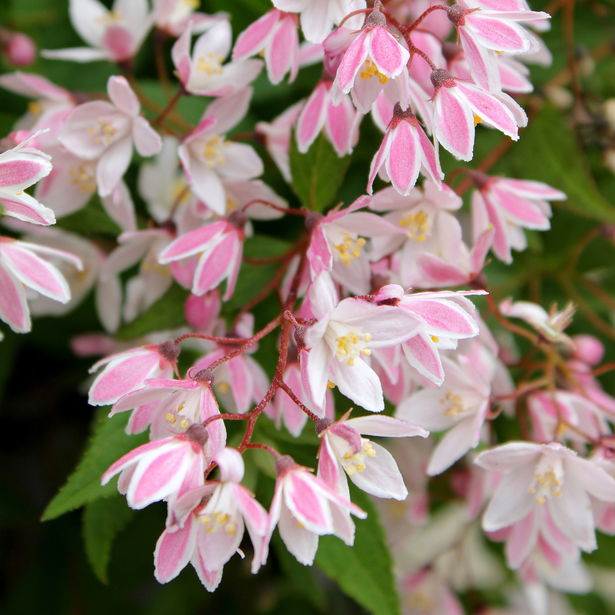 <i>Deutzia</i> × <i>rosea</i> <b class=small-caps>Yuki Cherry Blossom</b> ('Ncdx2') (PBR)