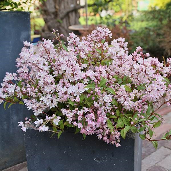 <i>Deutzia</i> × <i>rosea</i> <b class=small-caps>Yuki Cherry Blossom</b> ('Ncdx2') (PBR)