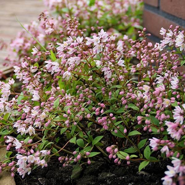 <i>Deutzia</i> × <i>rosea</i> <b class=small-caps>Yuki Cherry Blossom</b> ('Ncdx2') (PBR)
