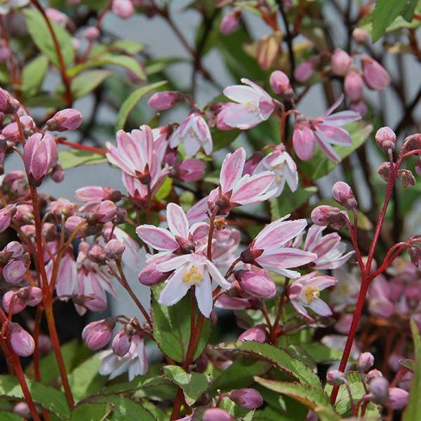 <i>Deutzia</i> × <i>rosea</i> <b class=small-caps>Yuki Cherry Blossom</b> ('Ncdx2') (PBR)