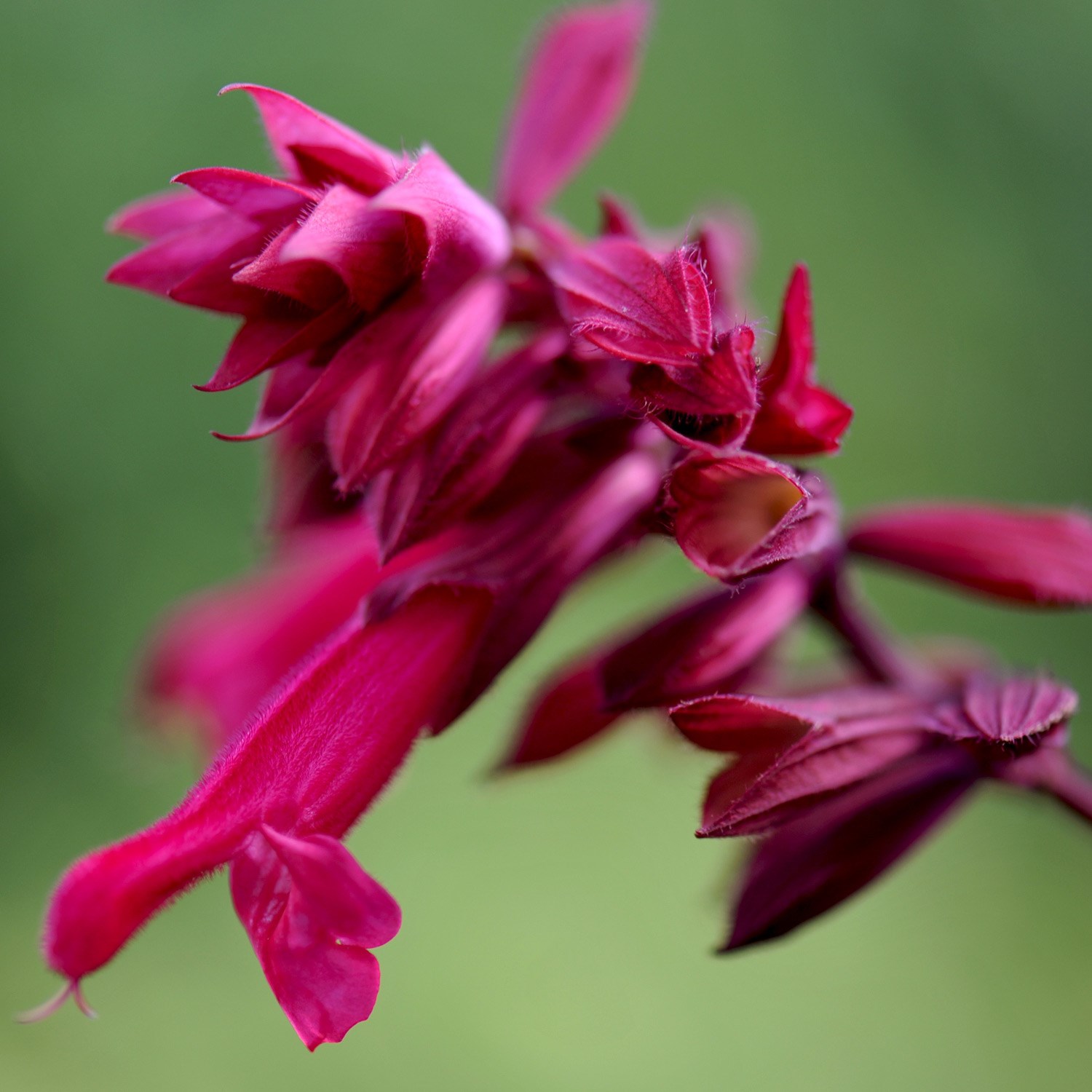  <i>Salvia</i> 'Wendy's Wish' (PBR)