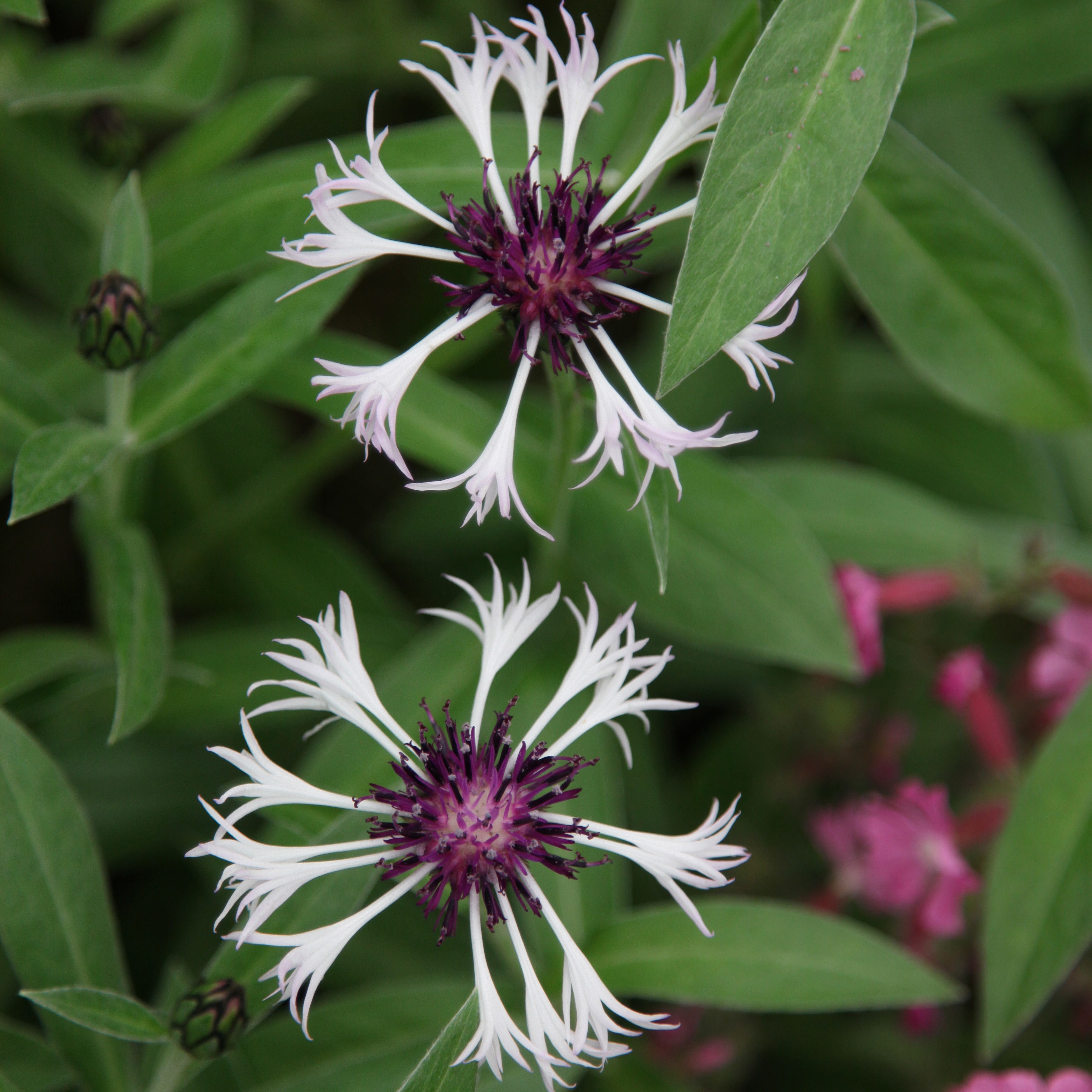 <i>Centaurea montana</i> 'Purple Heart'