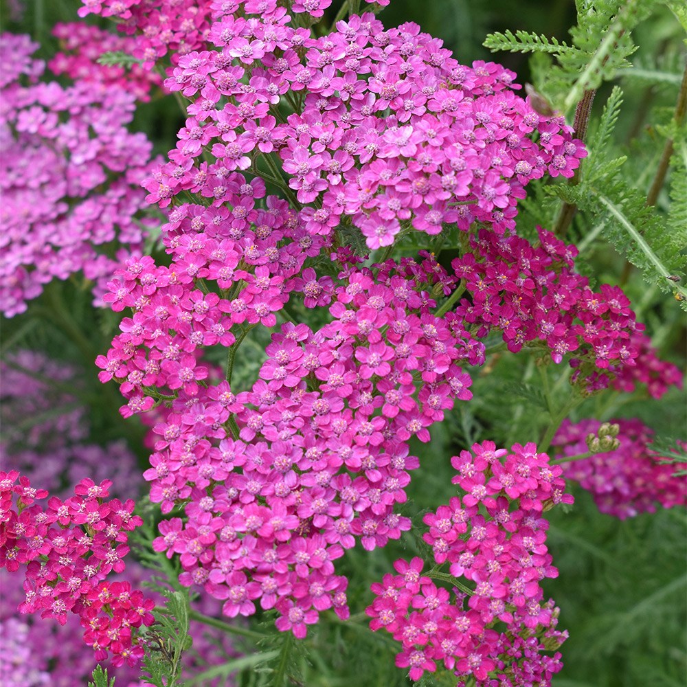 <i>Achillea millefolium</i> 'Cerise Queen'