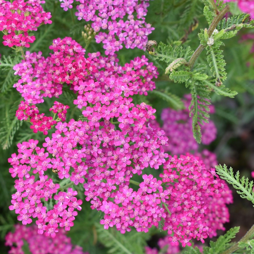 <i>Achillea millefolium</i> 'Cerise Queen'