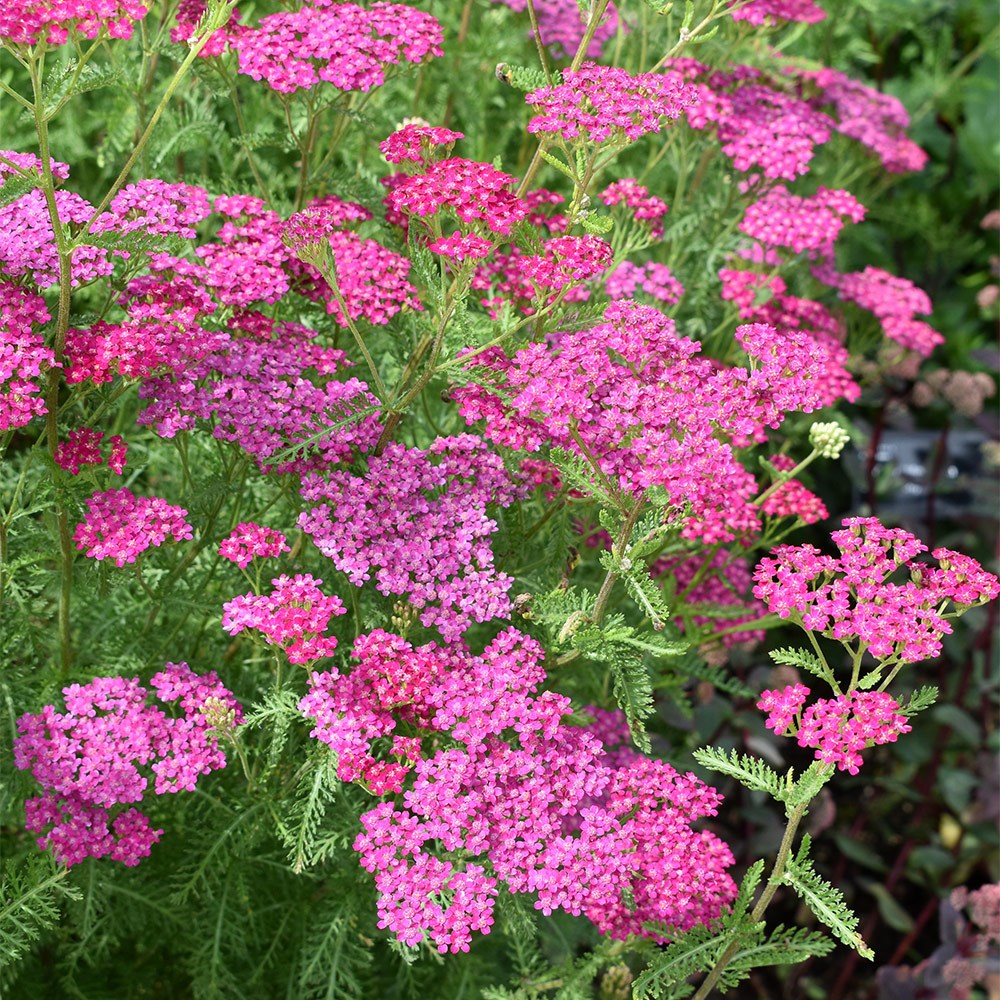 <i>Achillea millefolium</i> 'Cerise Queen'