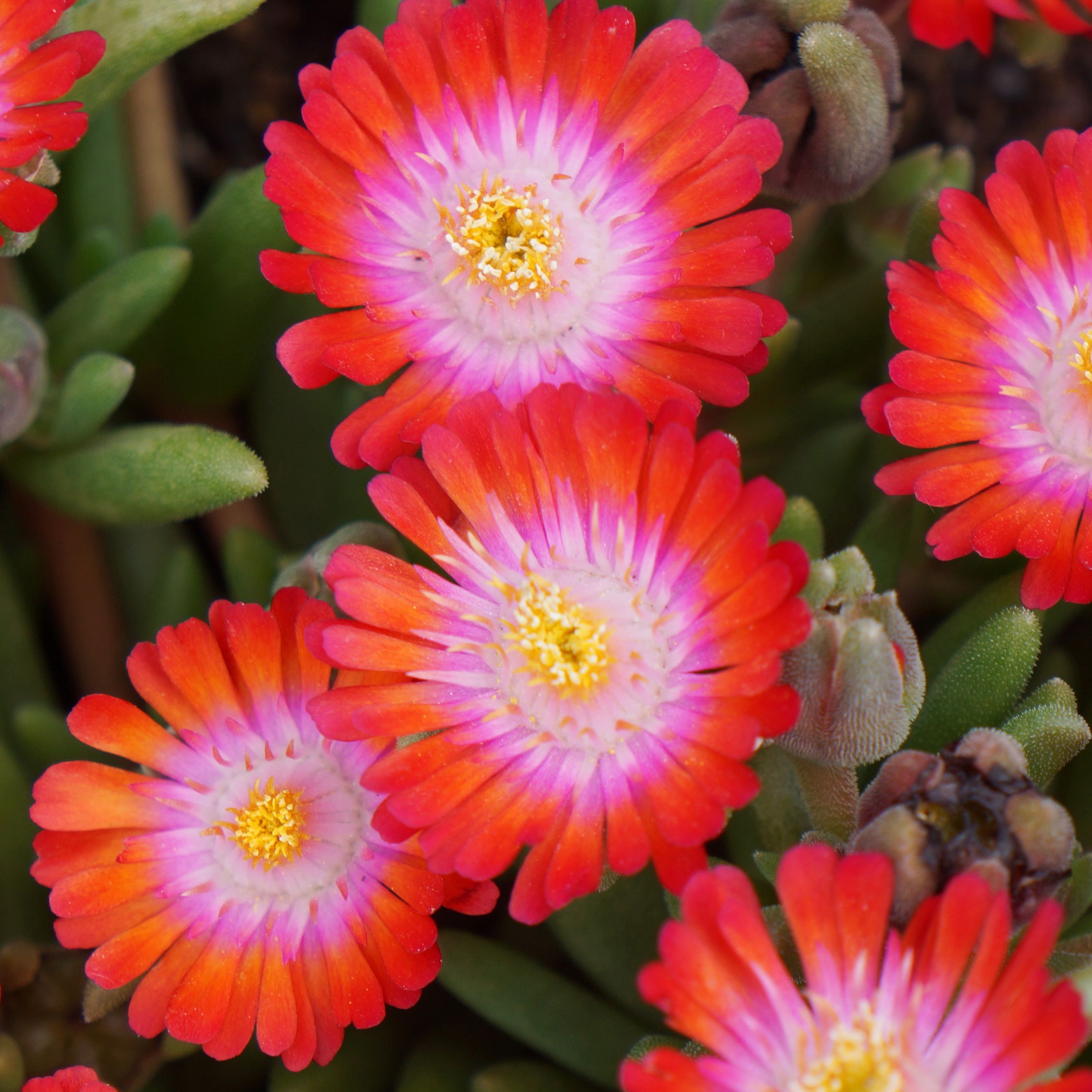 <i>Delosperma cooperi</i> 'Jewel of Desert Grenade' (PBR) (Jewel of Desert Series)