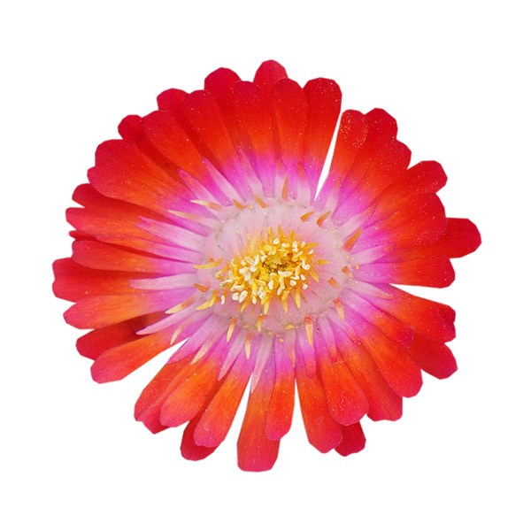 <i>Delosperma cooperi</i> 'Jewel of Desert Grenade' (PBR) (Jewel of Desert Series)