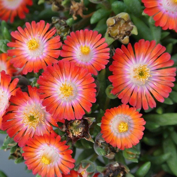<i>Delosperma cooperi</i> 'Jewel of Desert Grenade' (PBR) (Jewel of Desert Series)