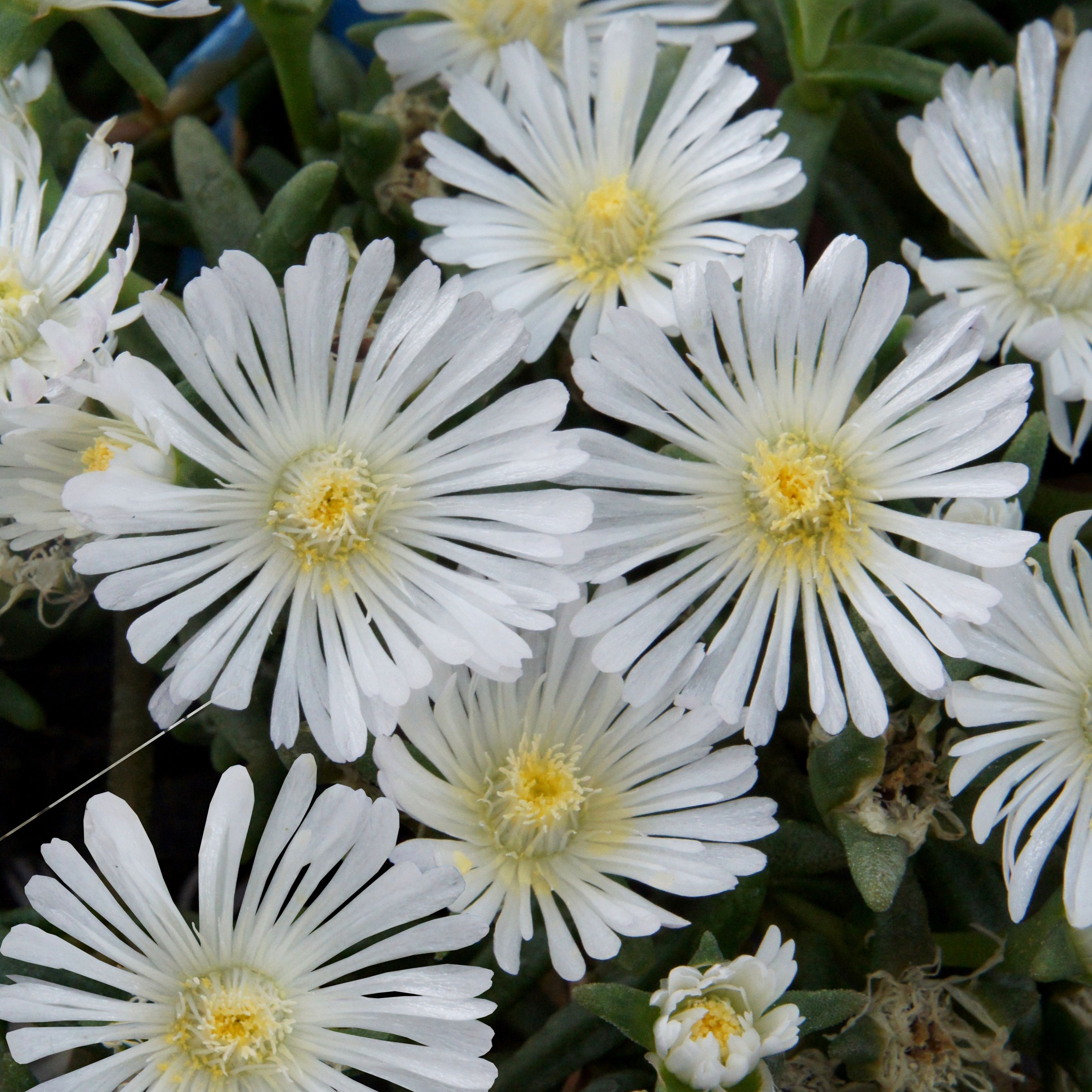 <i>Delosperma</i> <b class=small-caps>White Wonder</b> ('Wowdw7') (Wheels of Wonder Series) (PBR)