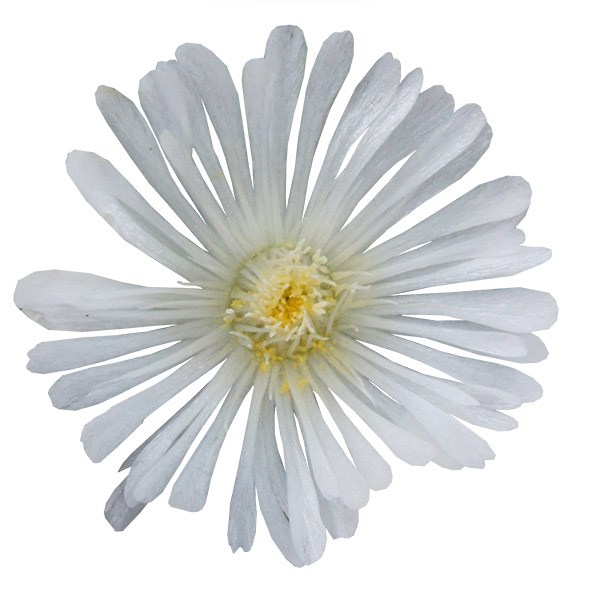 <i>Delosperma</i> <b class=small-caps>White Wonder</b> ('Wowdw7') (Wheels of Wonder Series) (PBR)