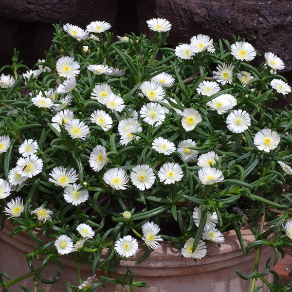 <i>Delosperma</i> <b class=small-caps>White Wonder</b> ('Wowdw7') (Wheels of Wonder Series) (PBR)