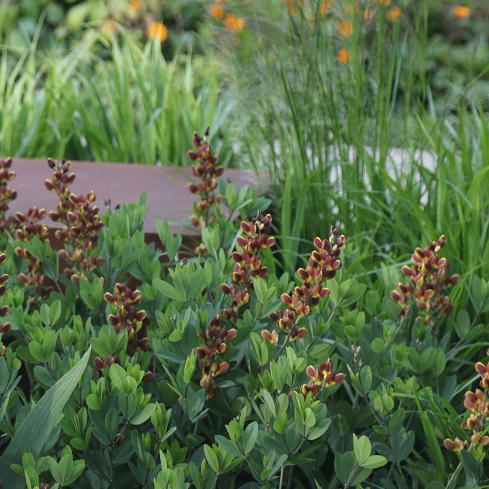 <i>Baptisia</i> 'Dutch Chocolate' (Decadence Series)
