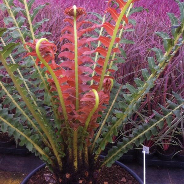 <i>Blechnum brasiliense</i> 'Volcano'