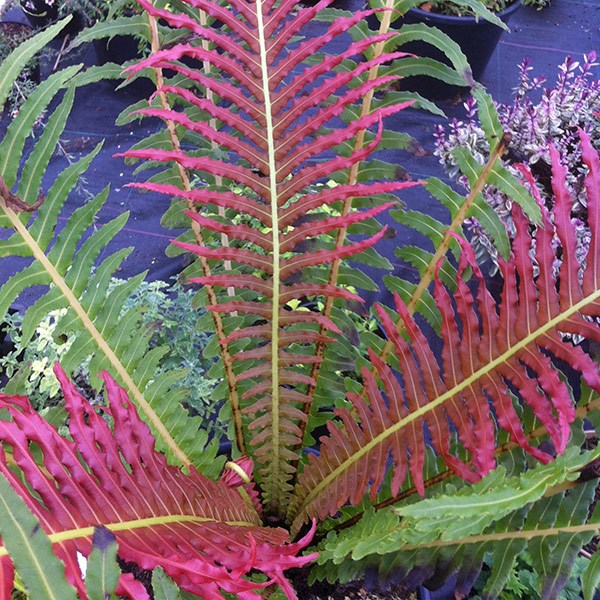 <i>Blechnum brasiliense</i> 'Volcano'