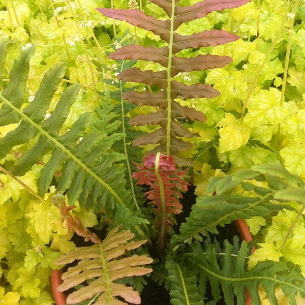 <i>Blechnum brasiliense</i> 'Volcano'