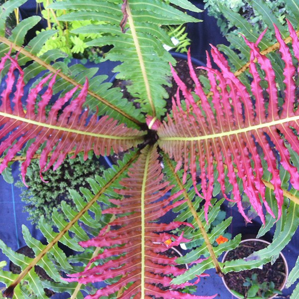 <i>Blechnum brasiliense</i> 'Volcano'