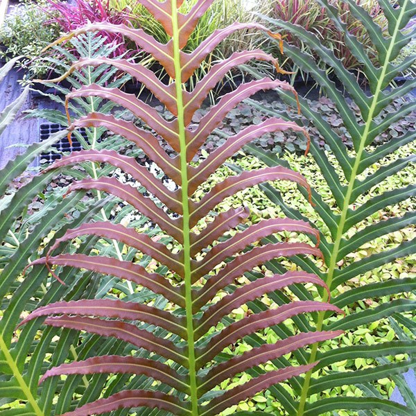<i>Blechnum brasiliense</i> 'Volcano'