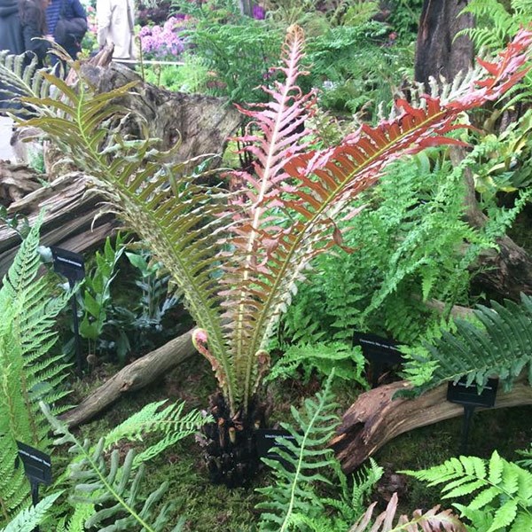 <i>Blechnum brasiliense</i> 'Volcano'