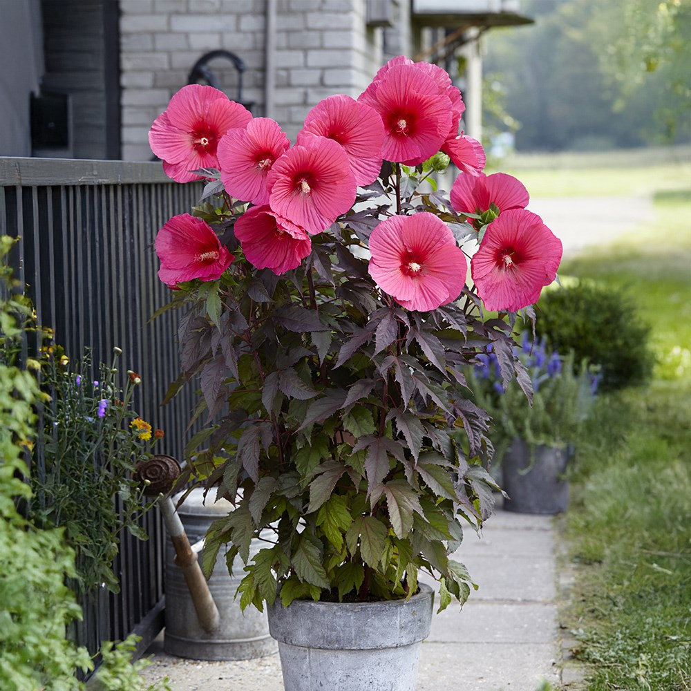 <i>Hibiscus moscheutos</i> <b class=small-caps>Carousel Pink Passion</b> (Tahi16') (PBR)