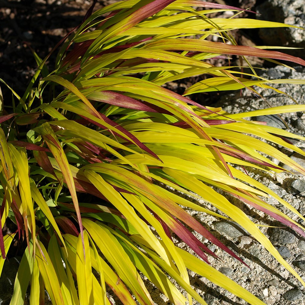 <i>Hakonechloa macra</i> <b class=small-caps>Sunflare</b> ('Habsfl007') (PBR)