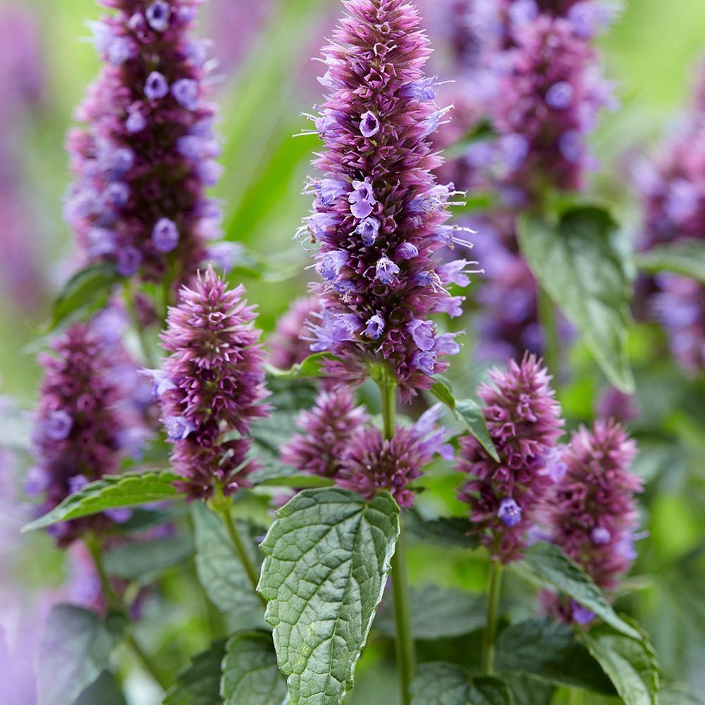 <i>Agastache rugosa</i> <b class=small-caps>Beelicious Purple</b> ('Agapd') (PBR)