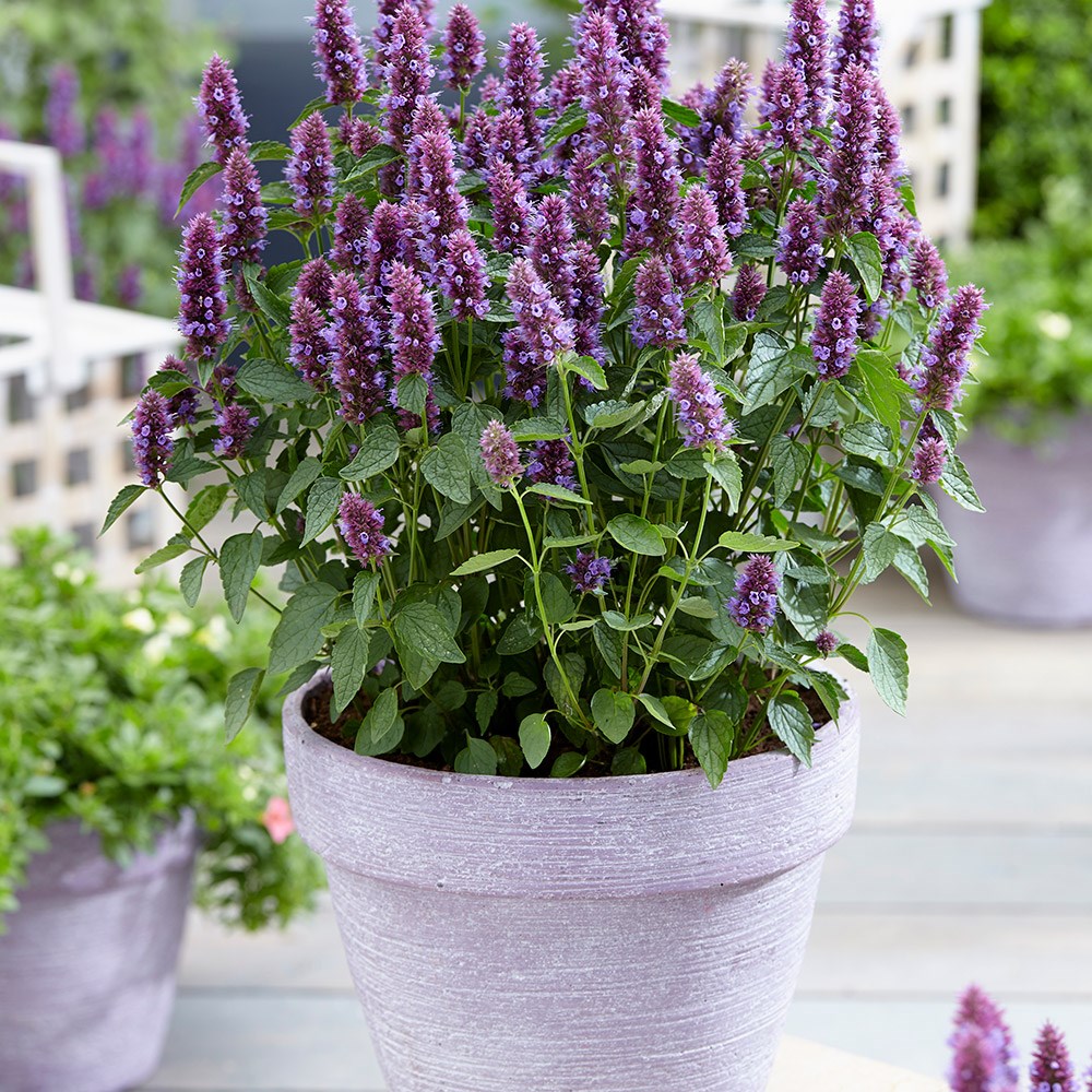 <i>Agastache rugosa</i> <b class=small-caps>Beelicious Purple</b> ('Agapd') (PBR)