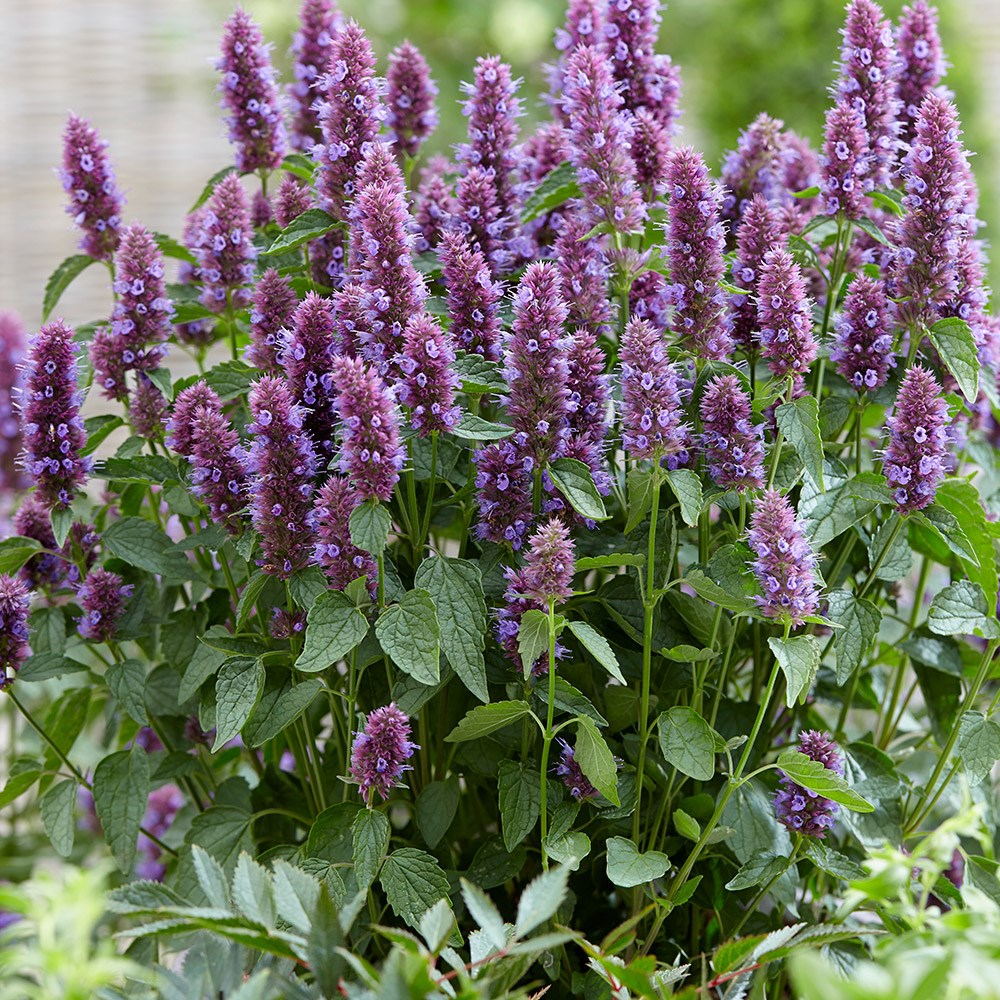 <i>Agastache rugosa</i> <b class=small-caps>Beelicious Purple</b> ('Agapd') (PBR)
