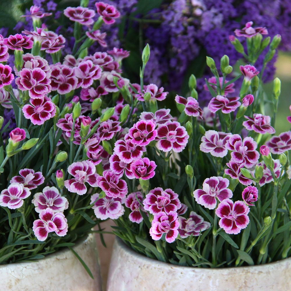 <i>Dianthus</i> <b class=small-caps>Pink Kisses</b> ('Kledg12163') (PBR)